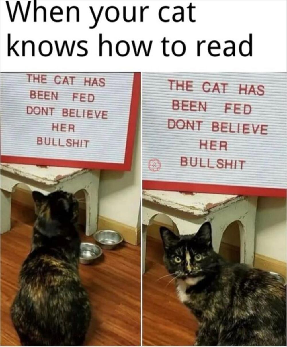 the cat knows how to read