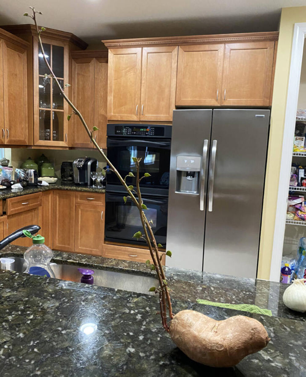 growing new potatoes