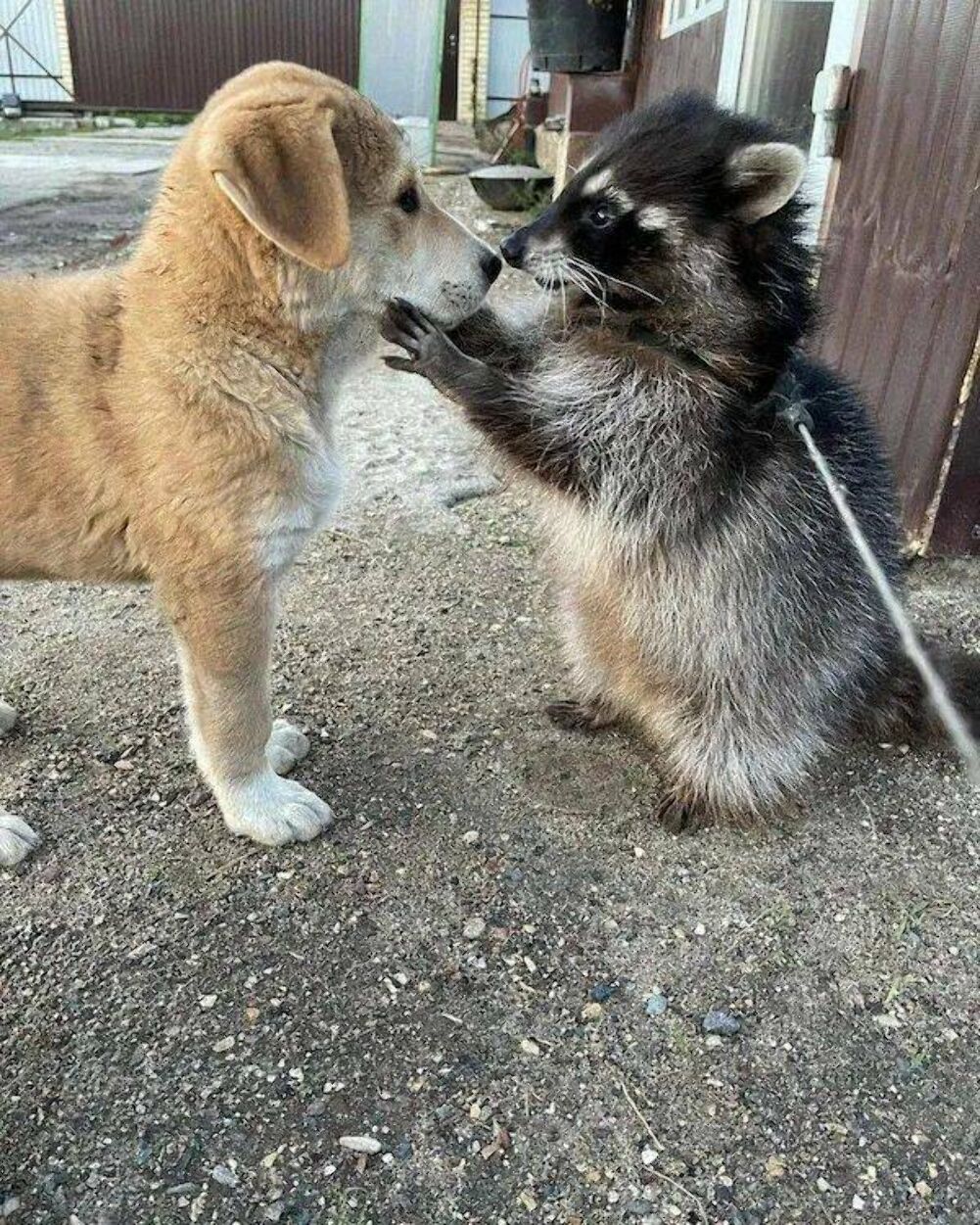 listen here puppo