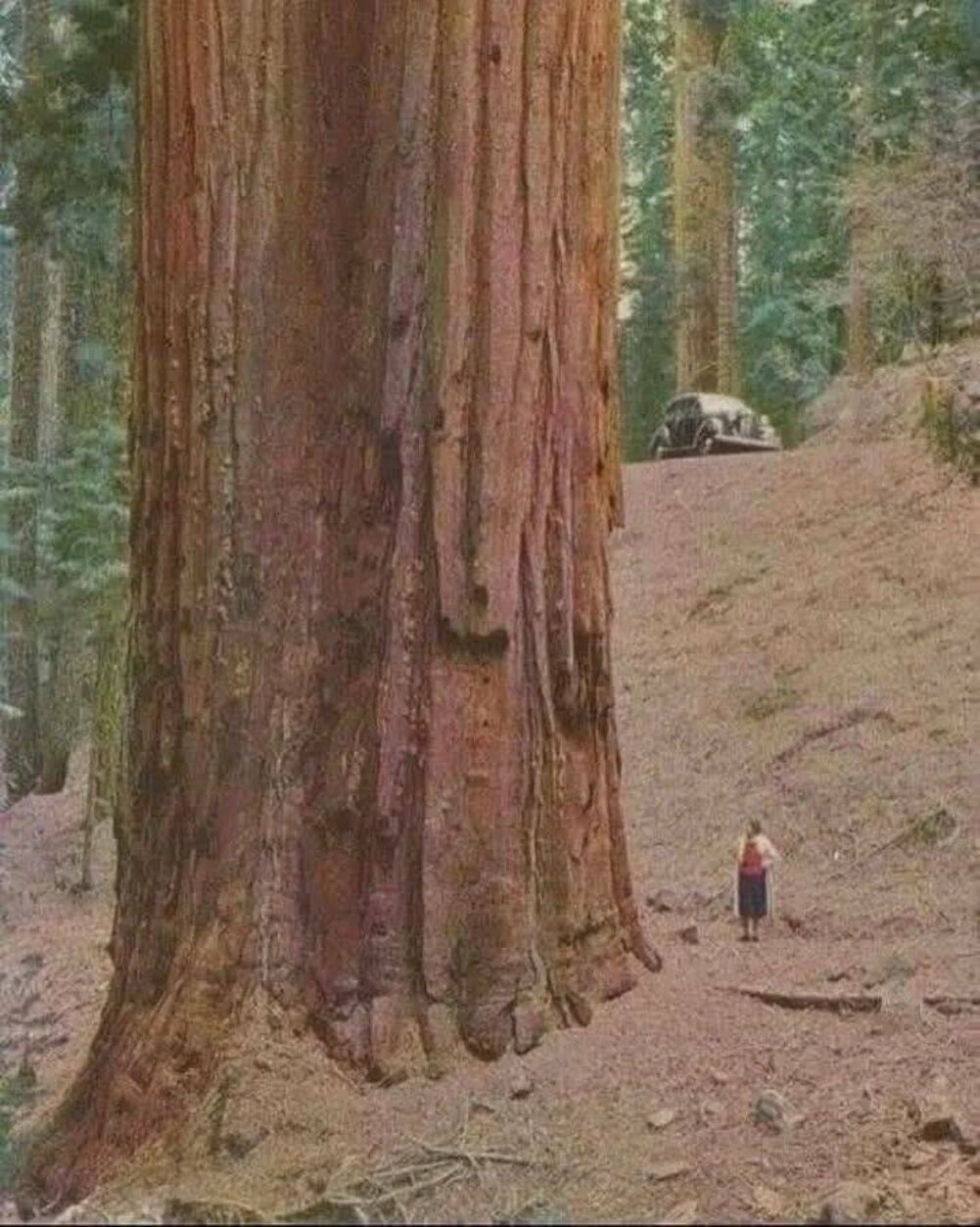 that is a big tree