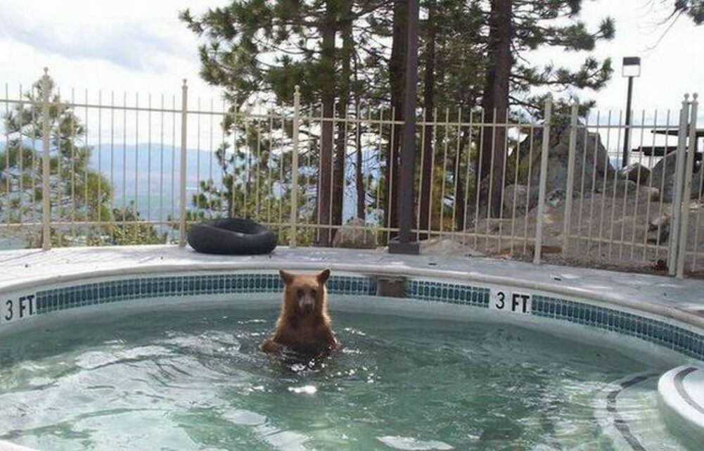 bear spa