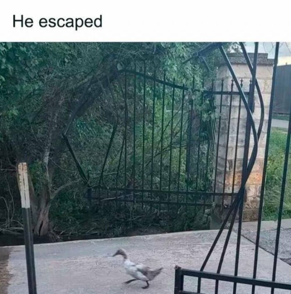escaped