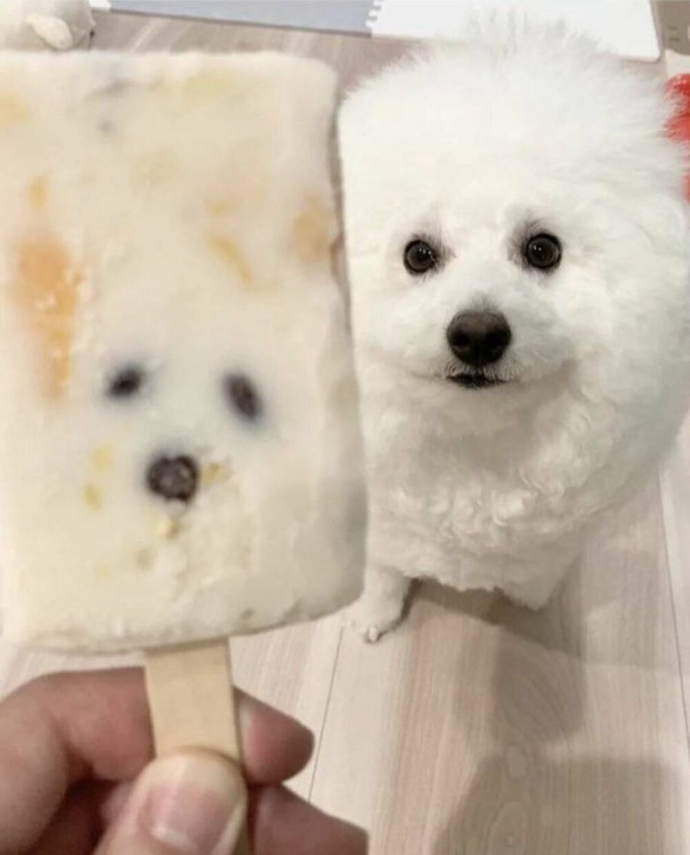 ice cream dog