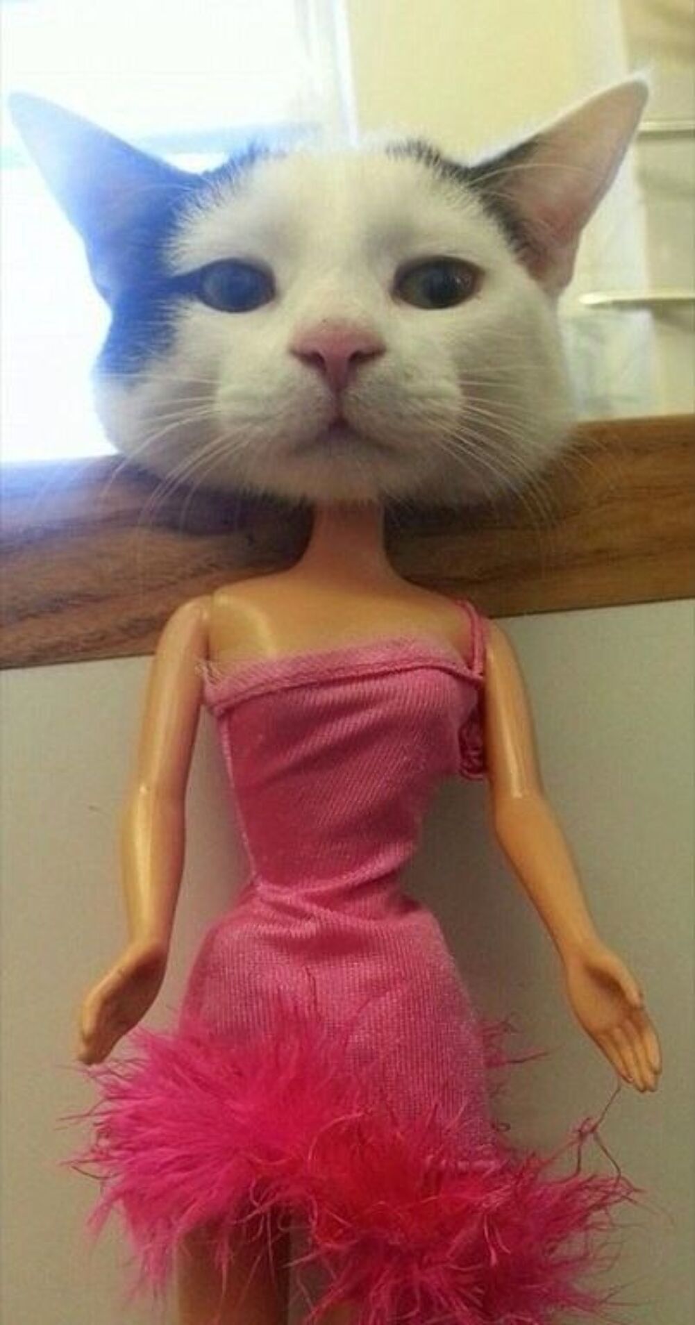 barbie has a head
