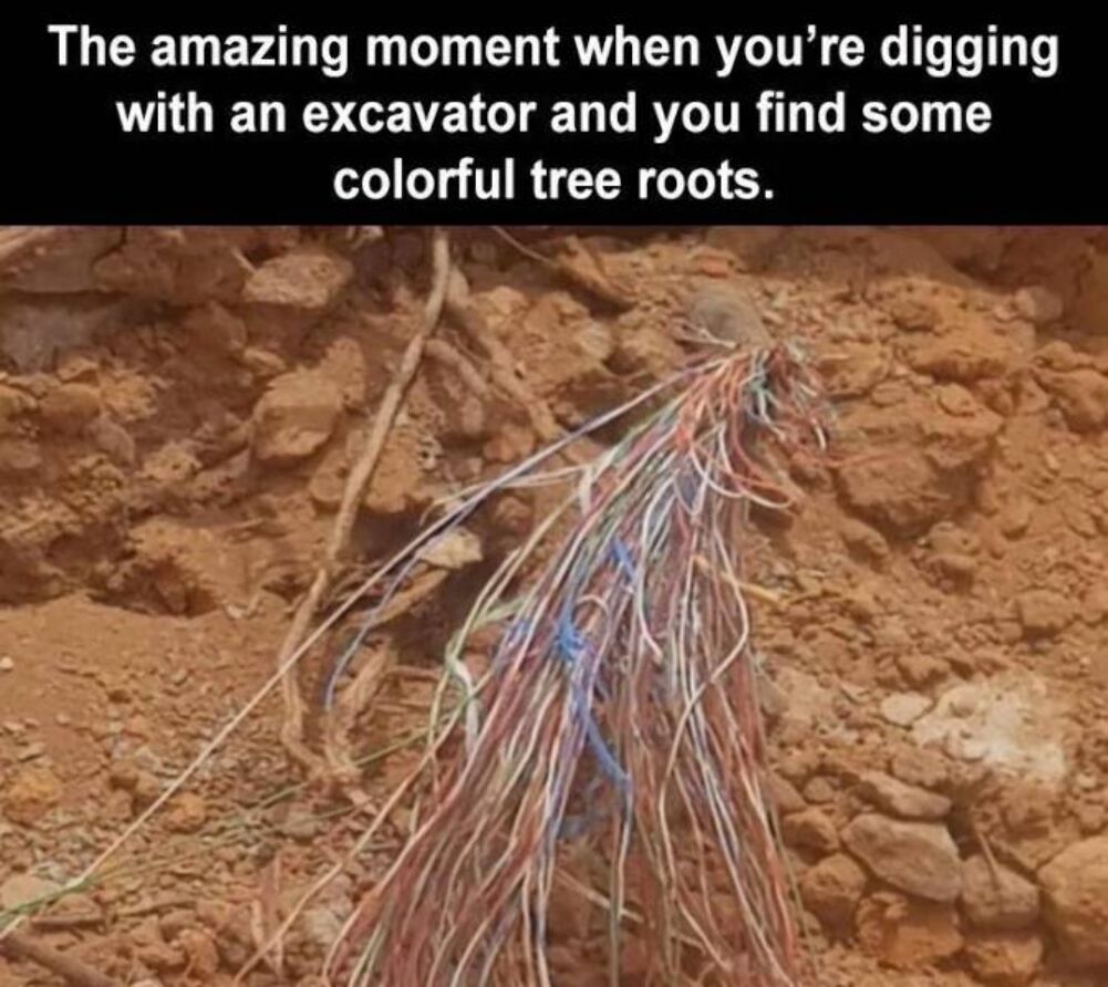 colorful tree roots