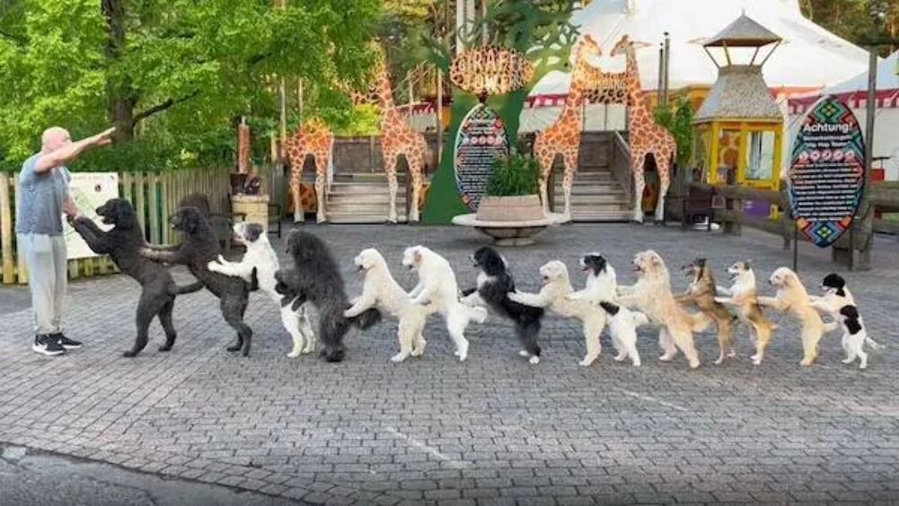 conga line