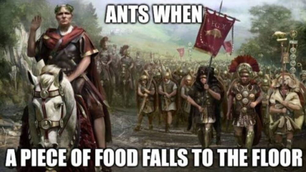 ants