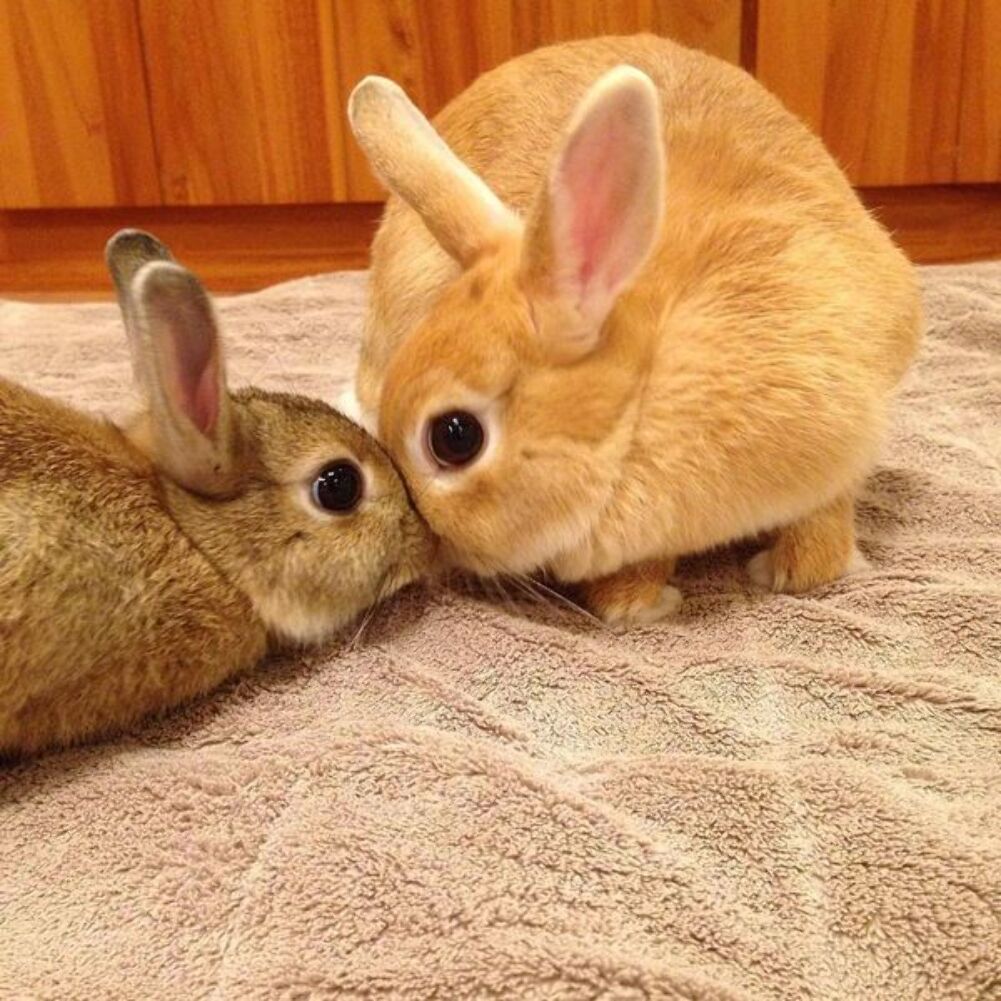 bunny kiss