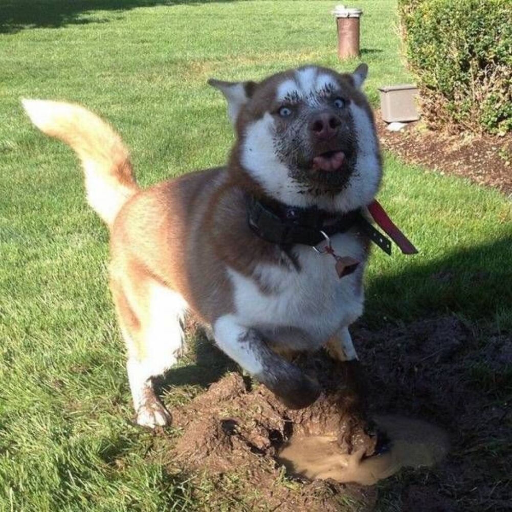 digging a hole