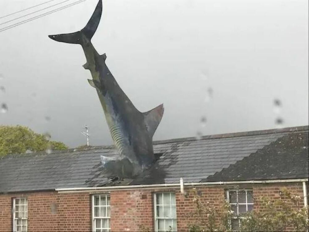 a real sharknado