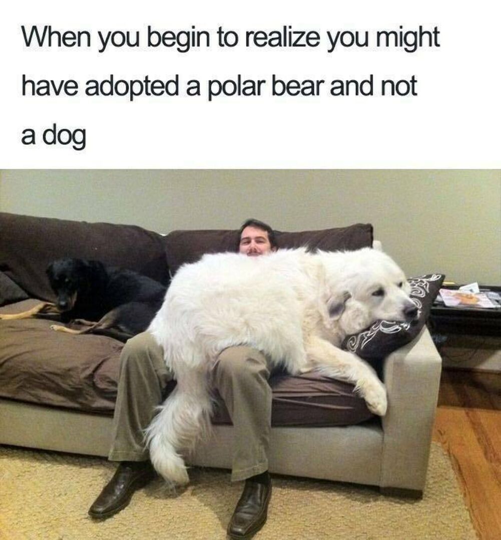adopted a polar bear