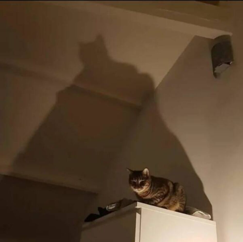 bat cat