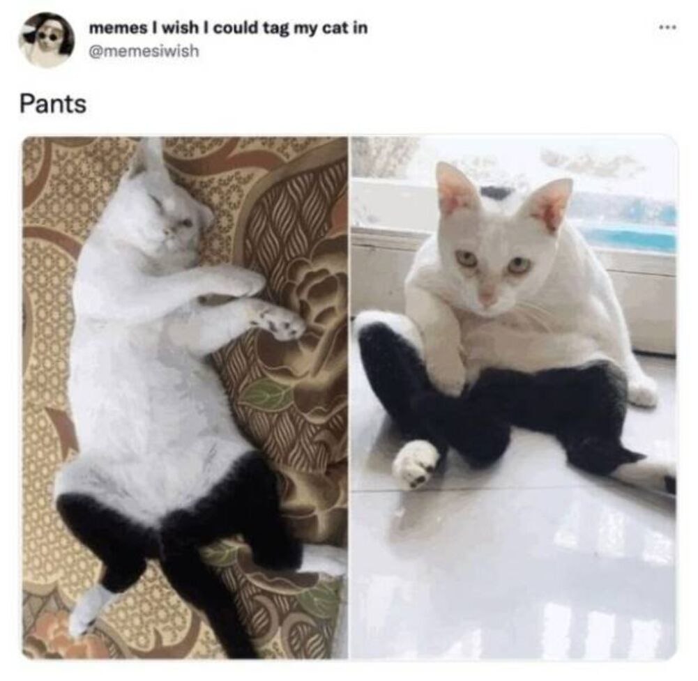 cat with pants