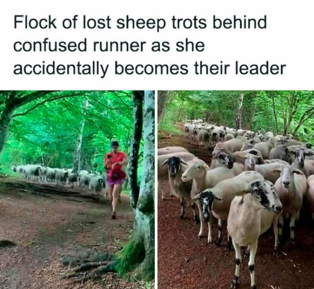 flock of sheep
