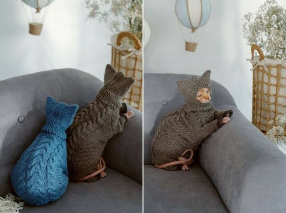 how this cat stays warm