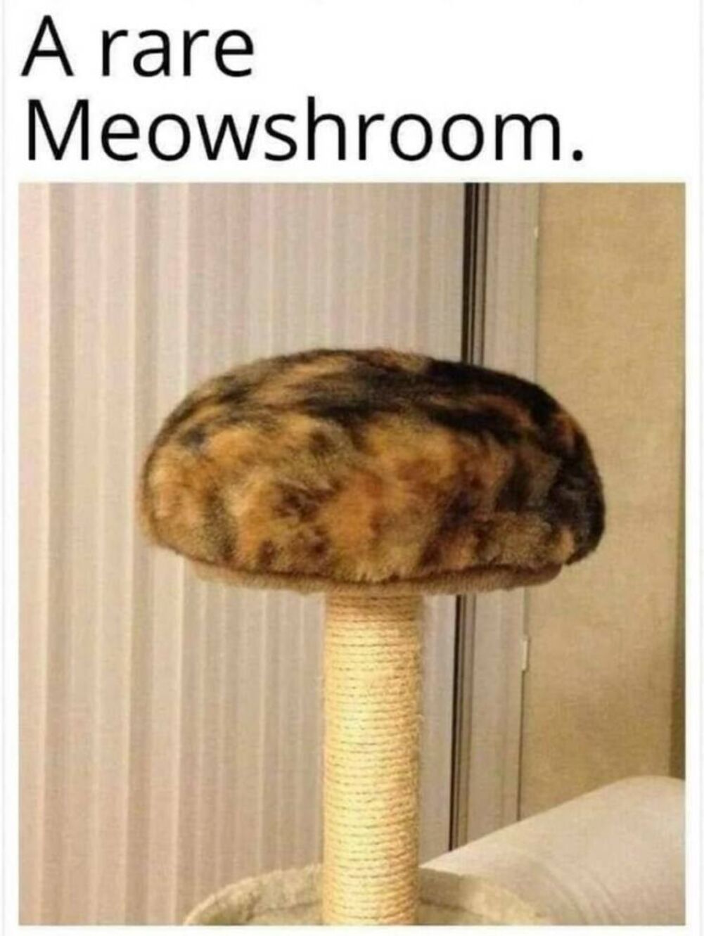 meowshroom
