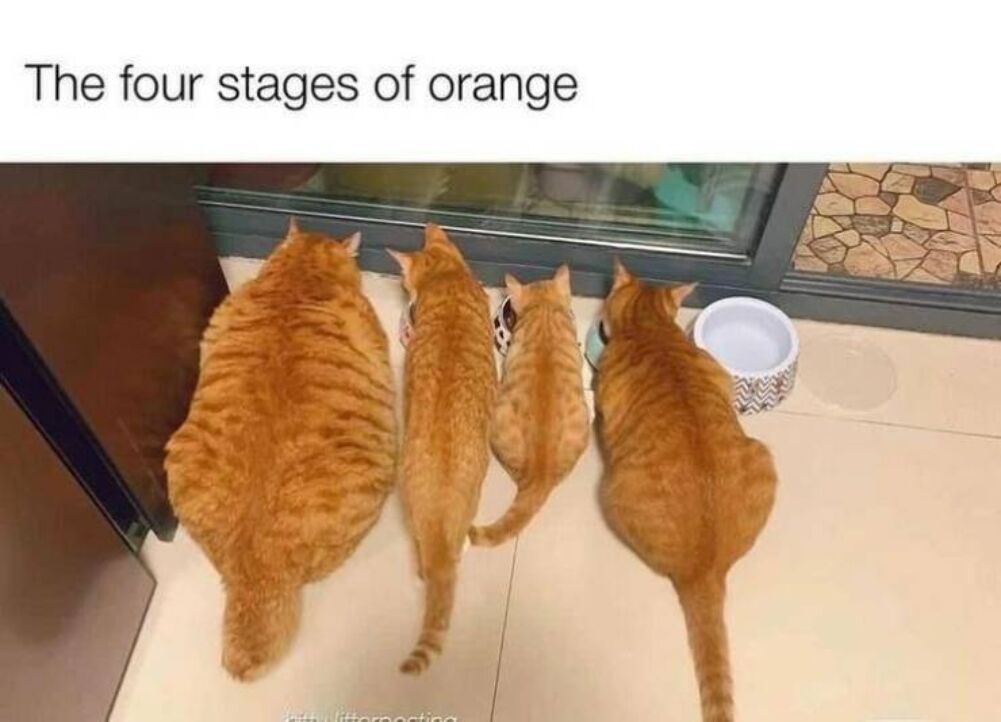 the four stages