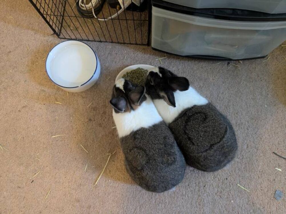 bunny slippers