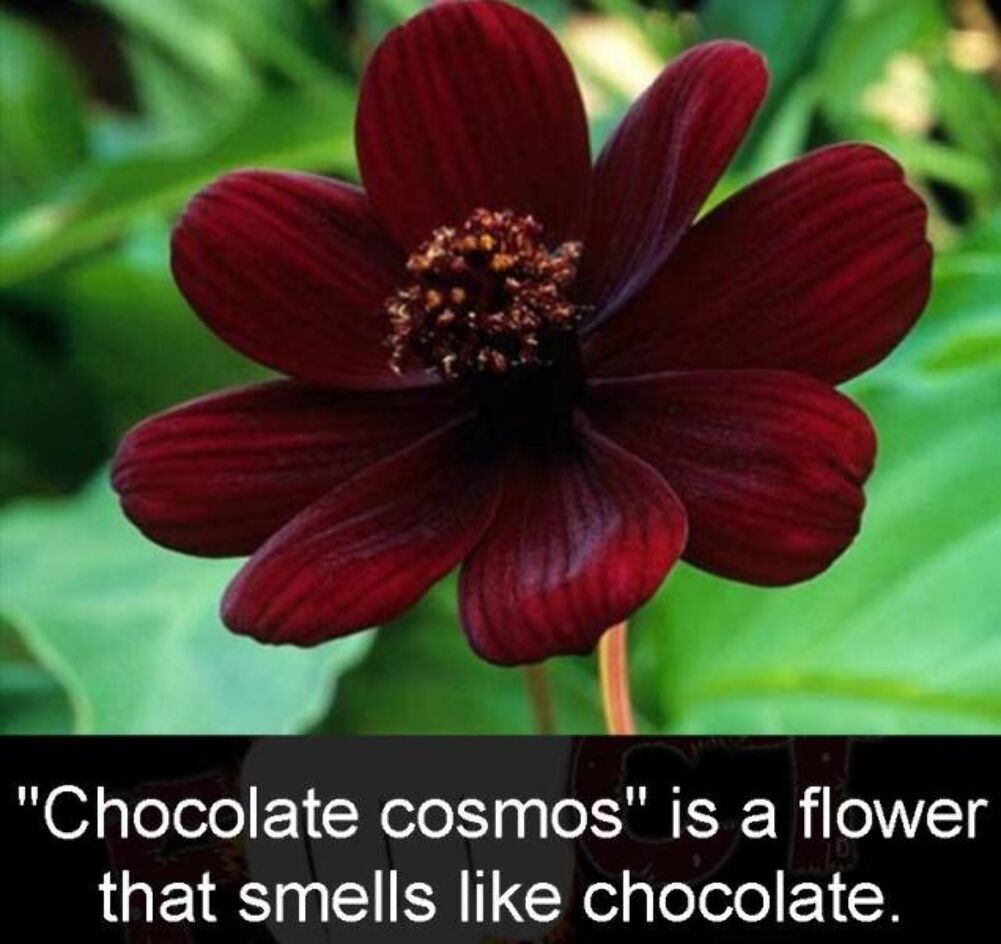 chocolate flower
