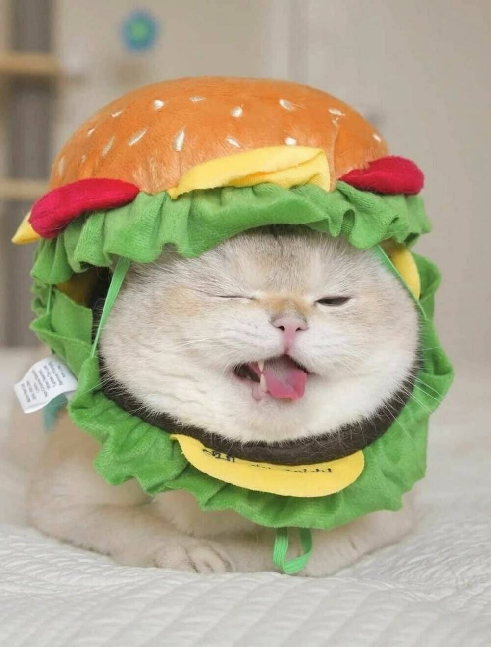 meowburger