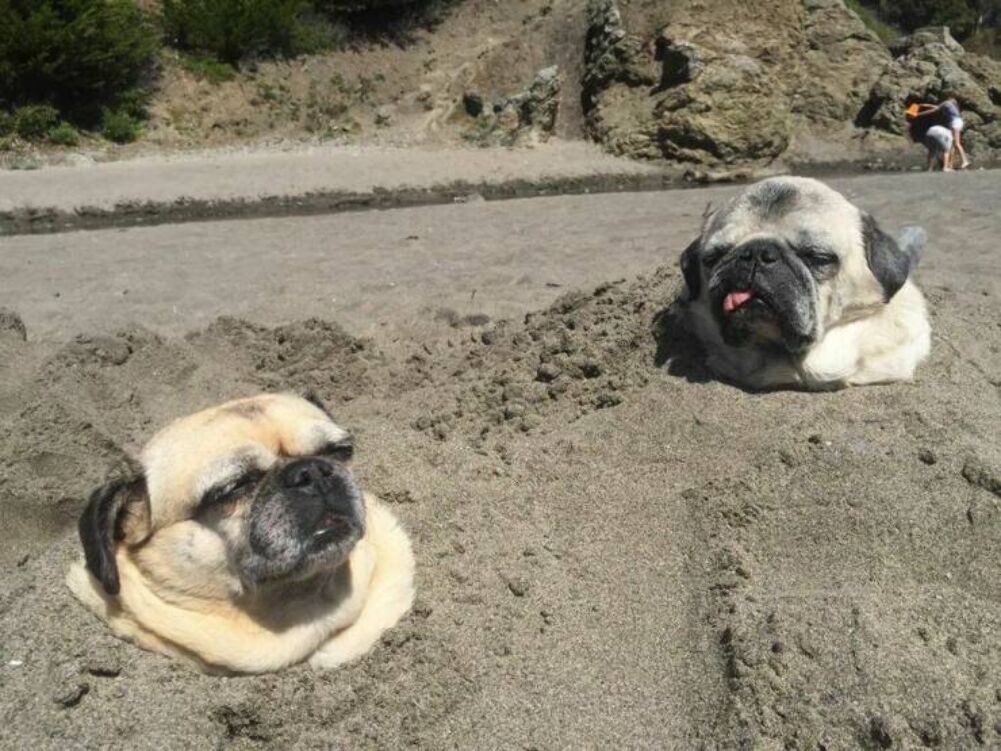 puggos relaxing