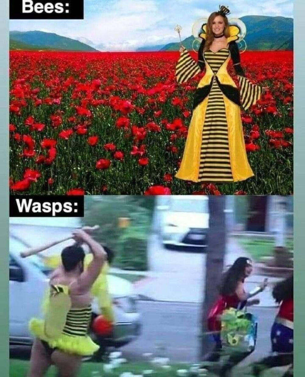 bees and wasps