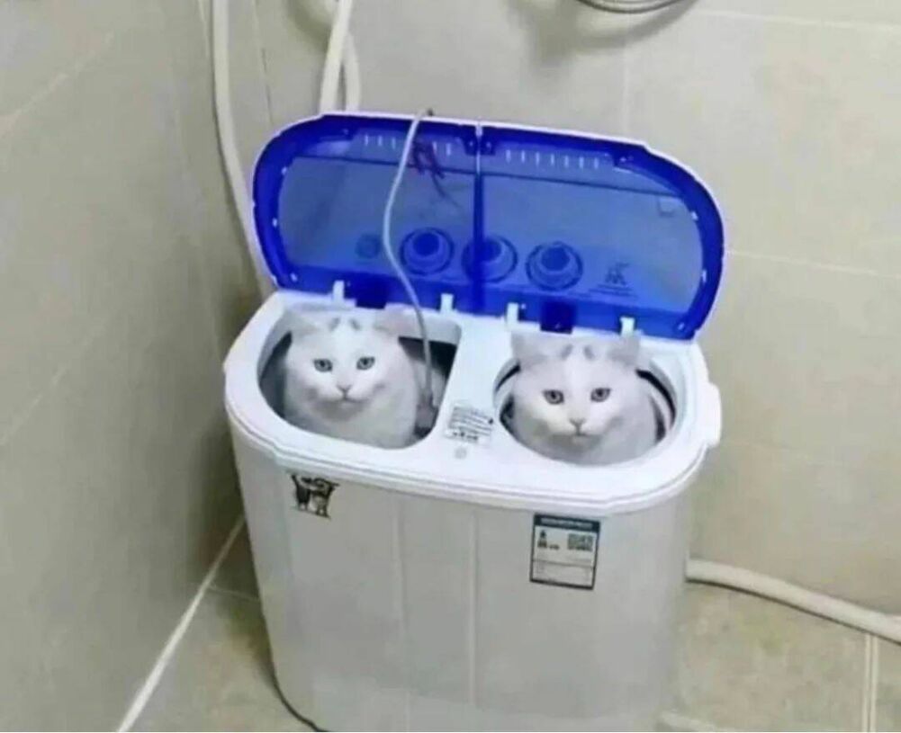 cat pods