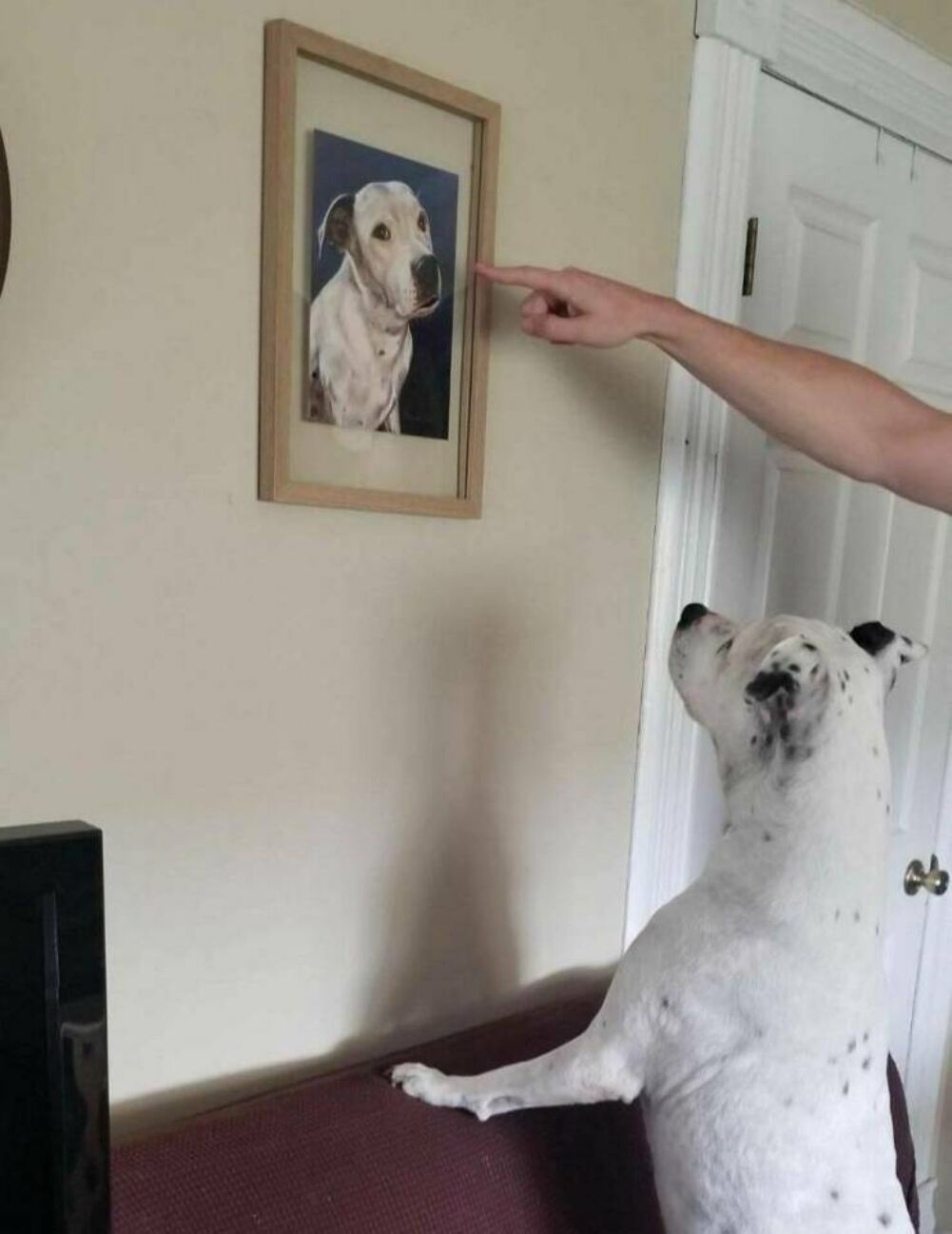 doggo look at the doggo