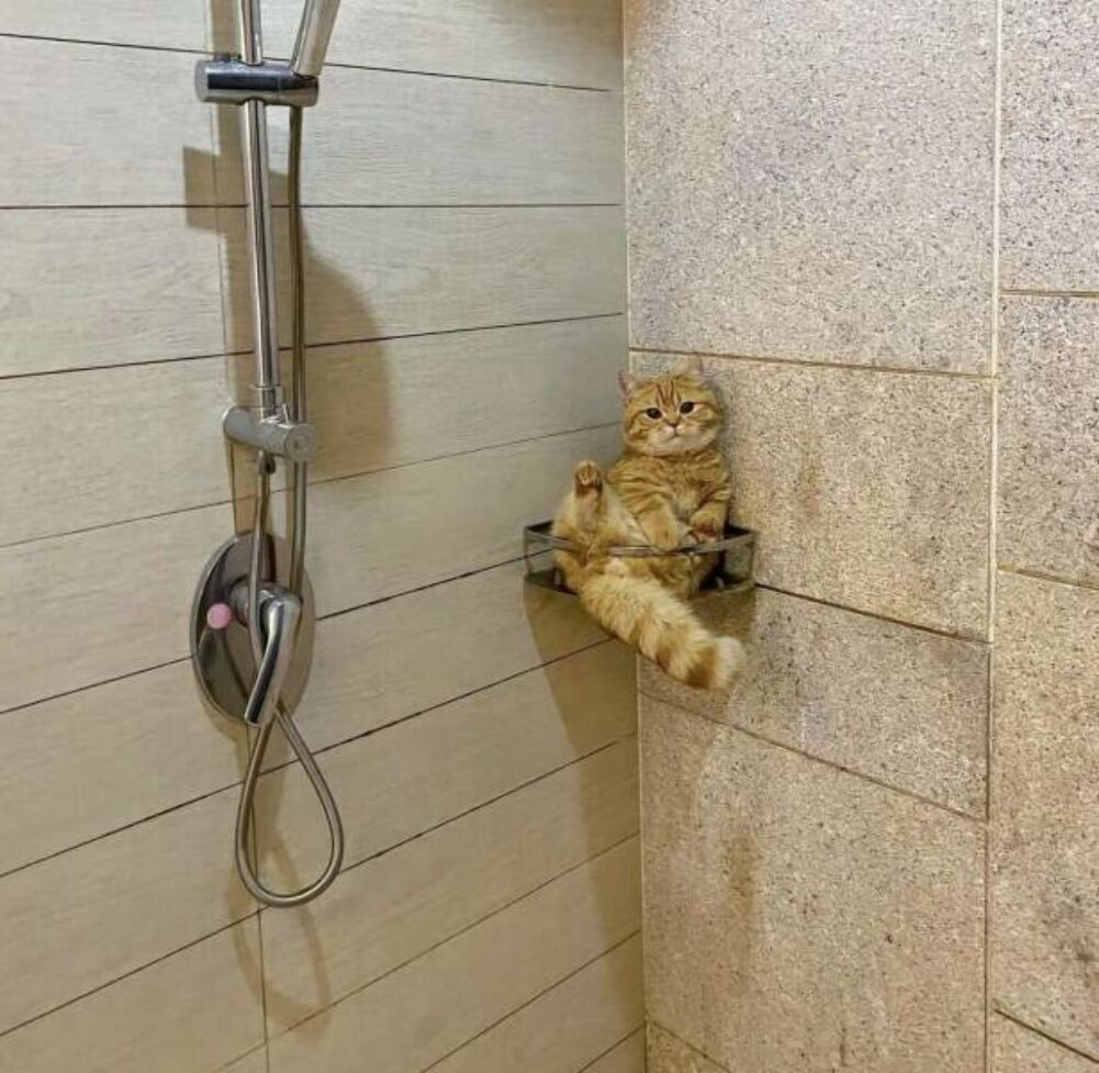 hang in the shower