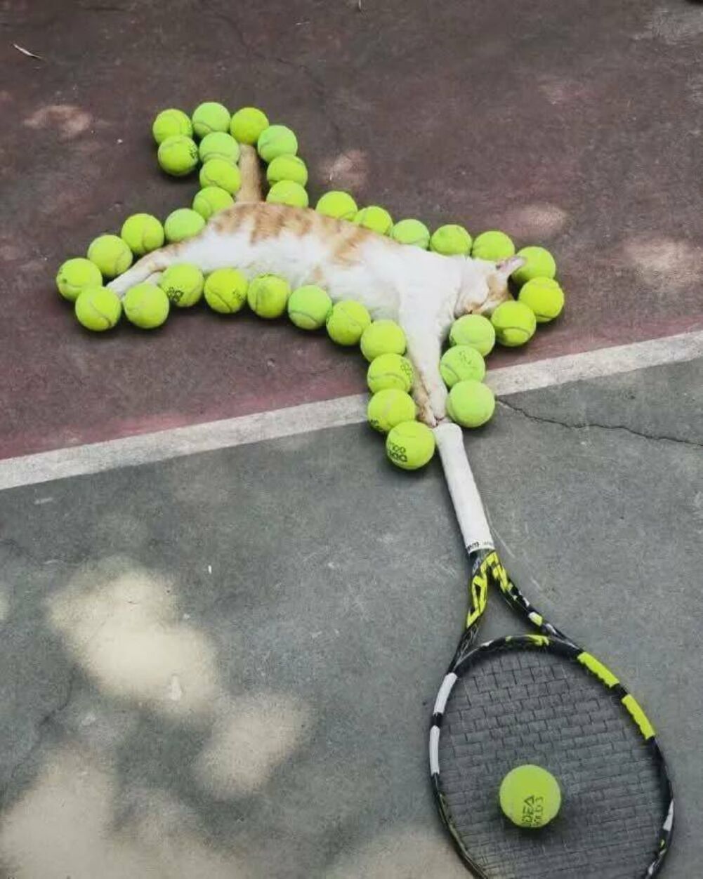 tennis cat