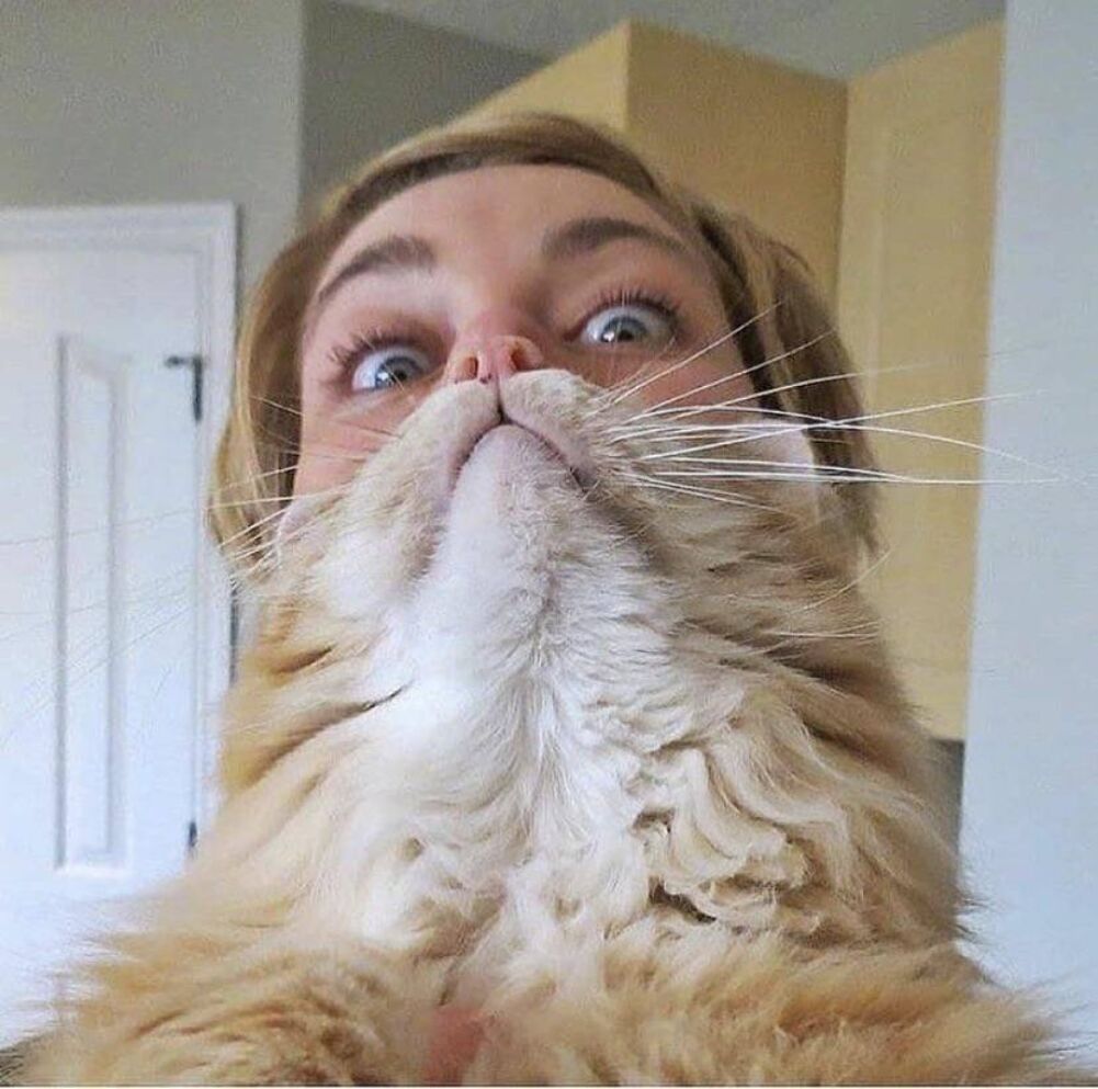 beard cat
