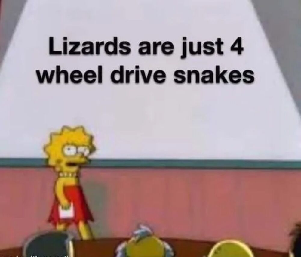 lizards