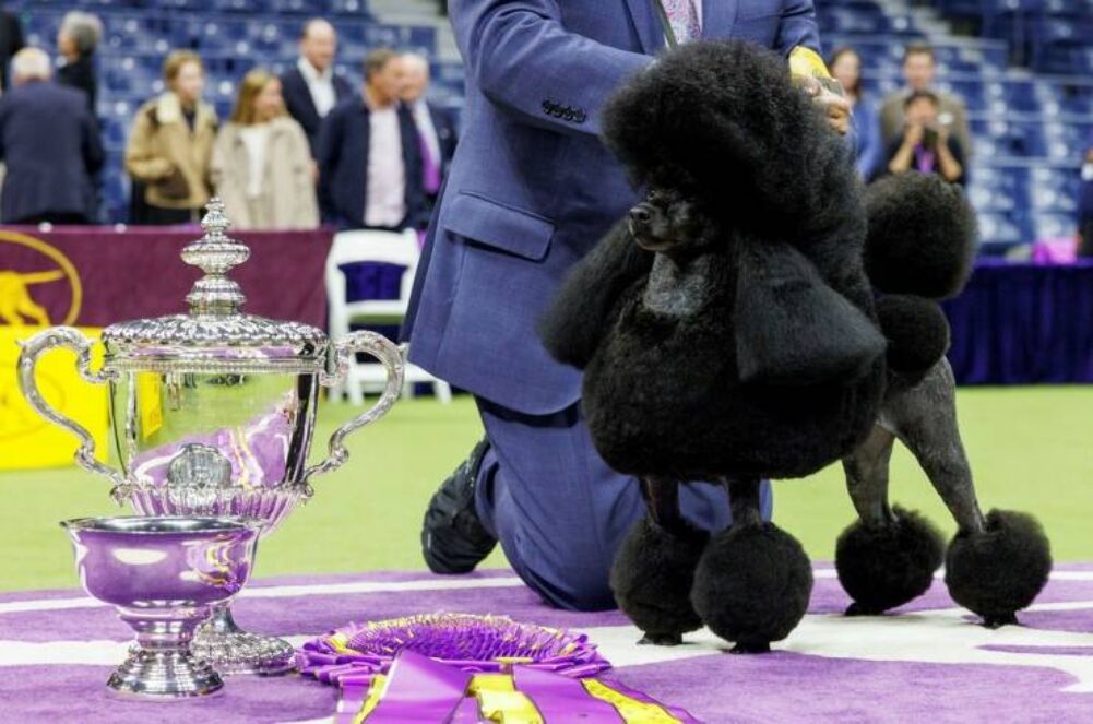 the stupidest dog award