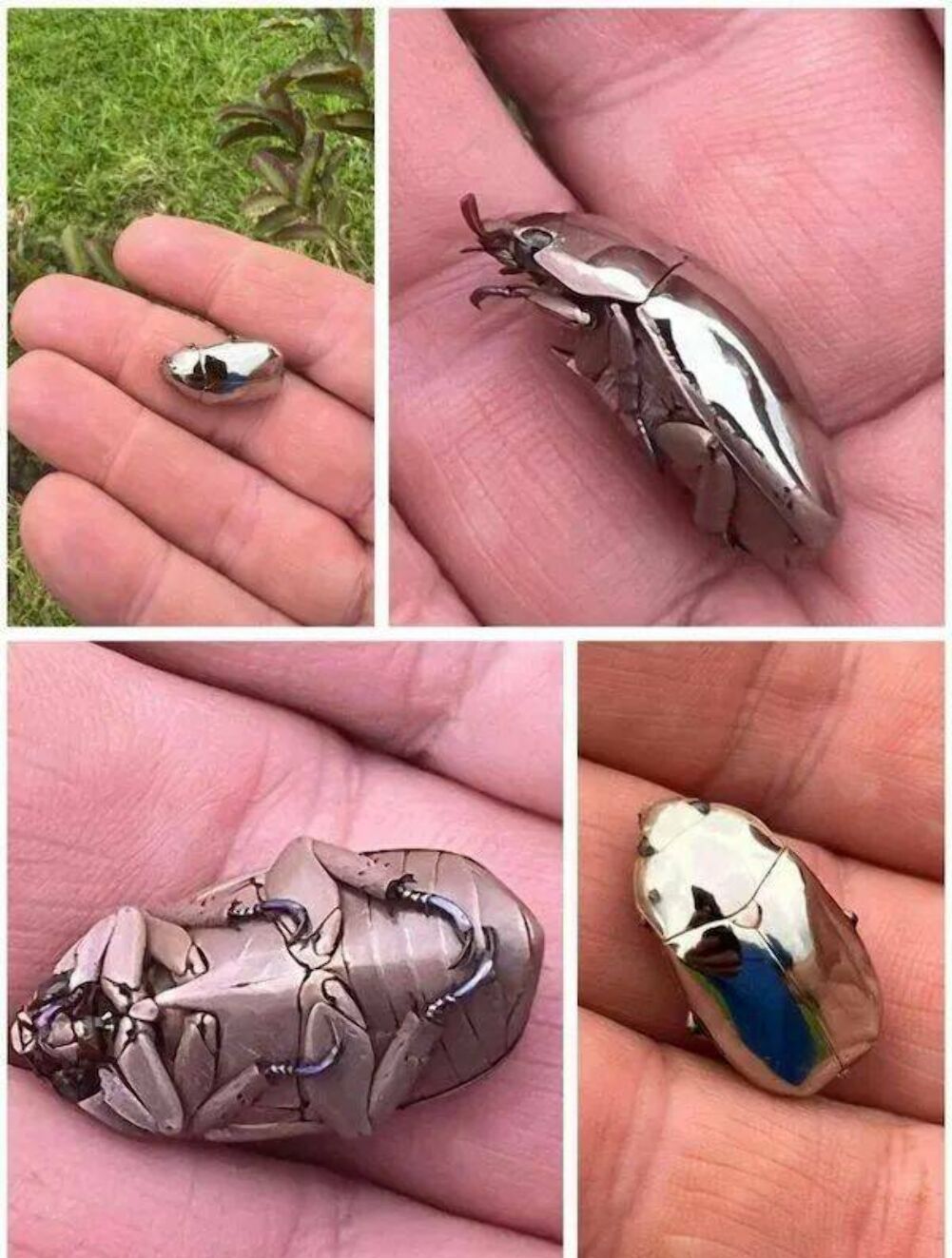 goi my bugs polished