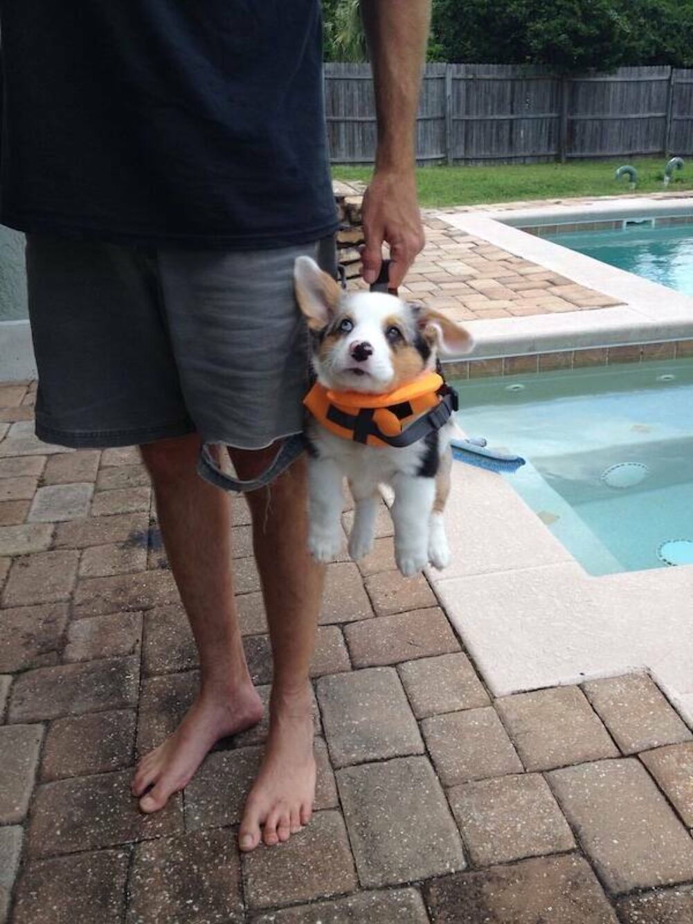 handy little carrier