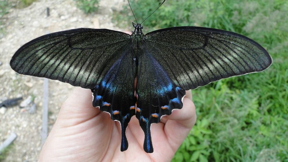 black butterfly