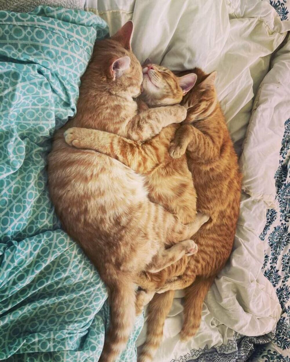 cat hugs