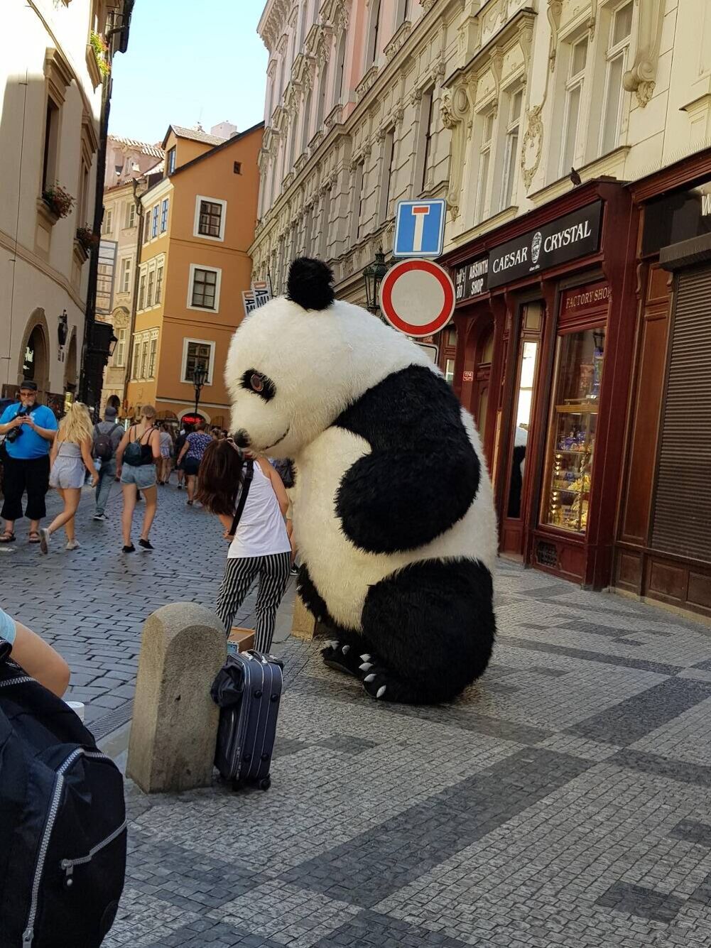 panda panda