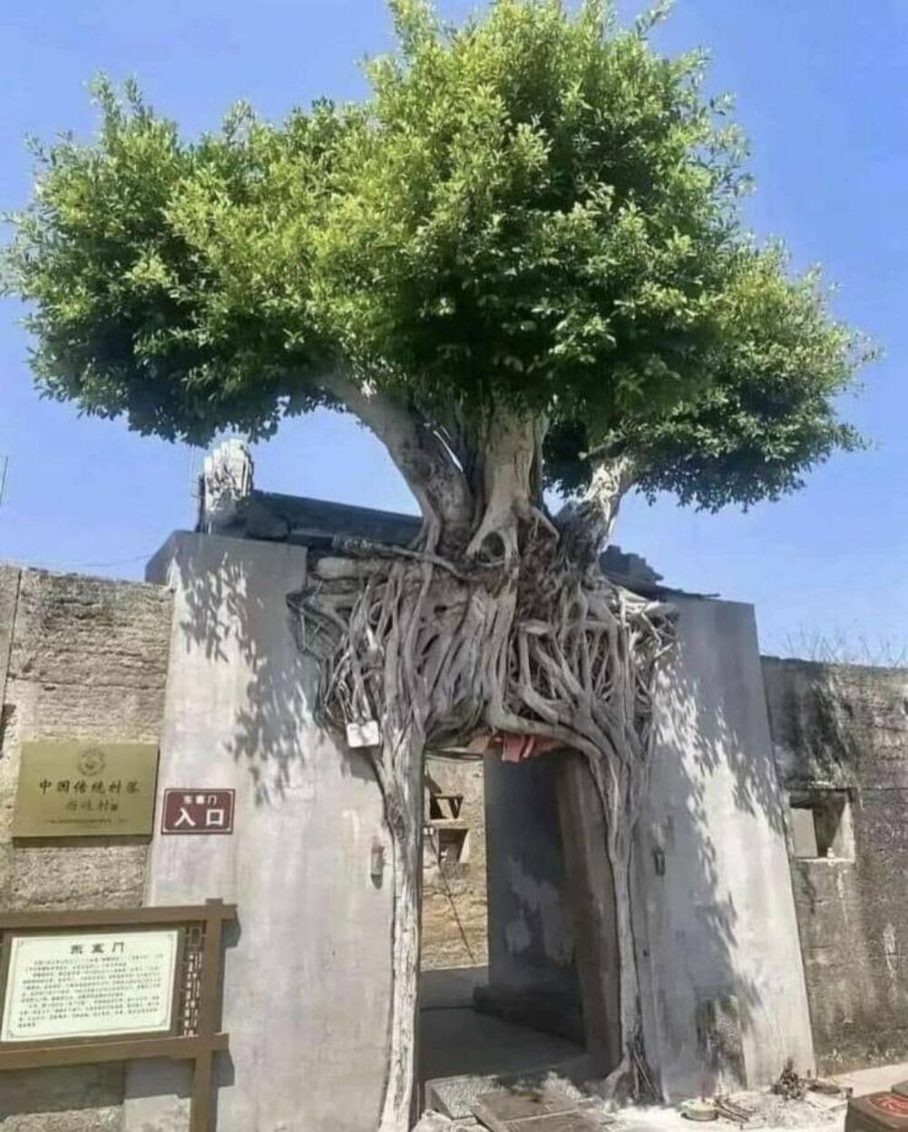 the coolest tree