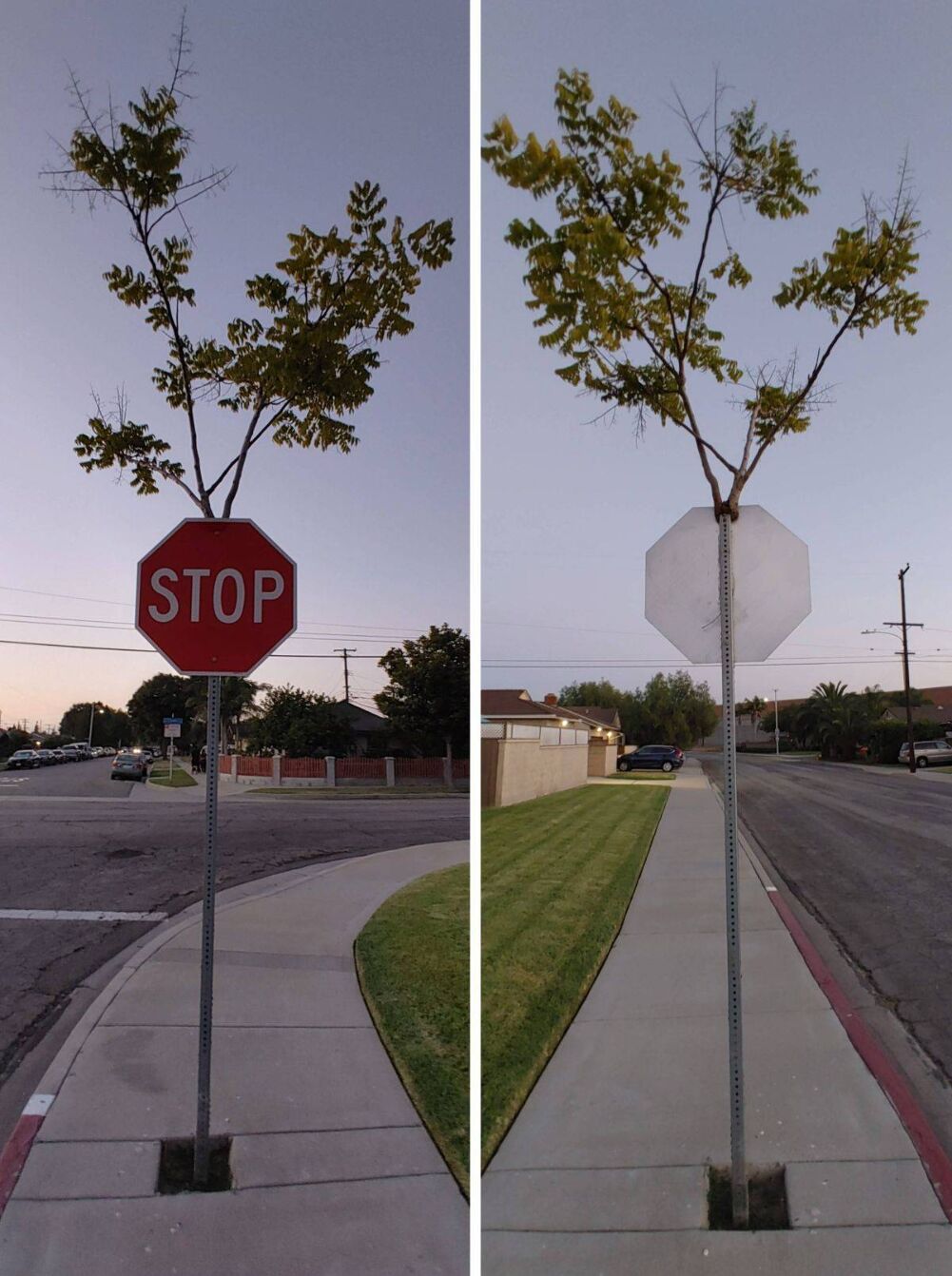 the tree found a way