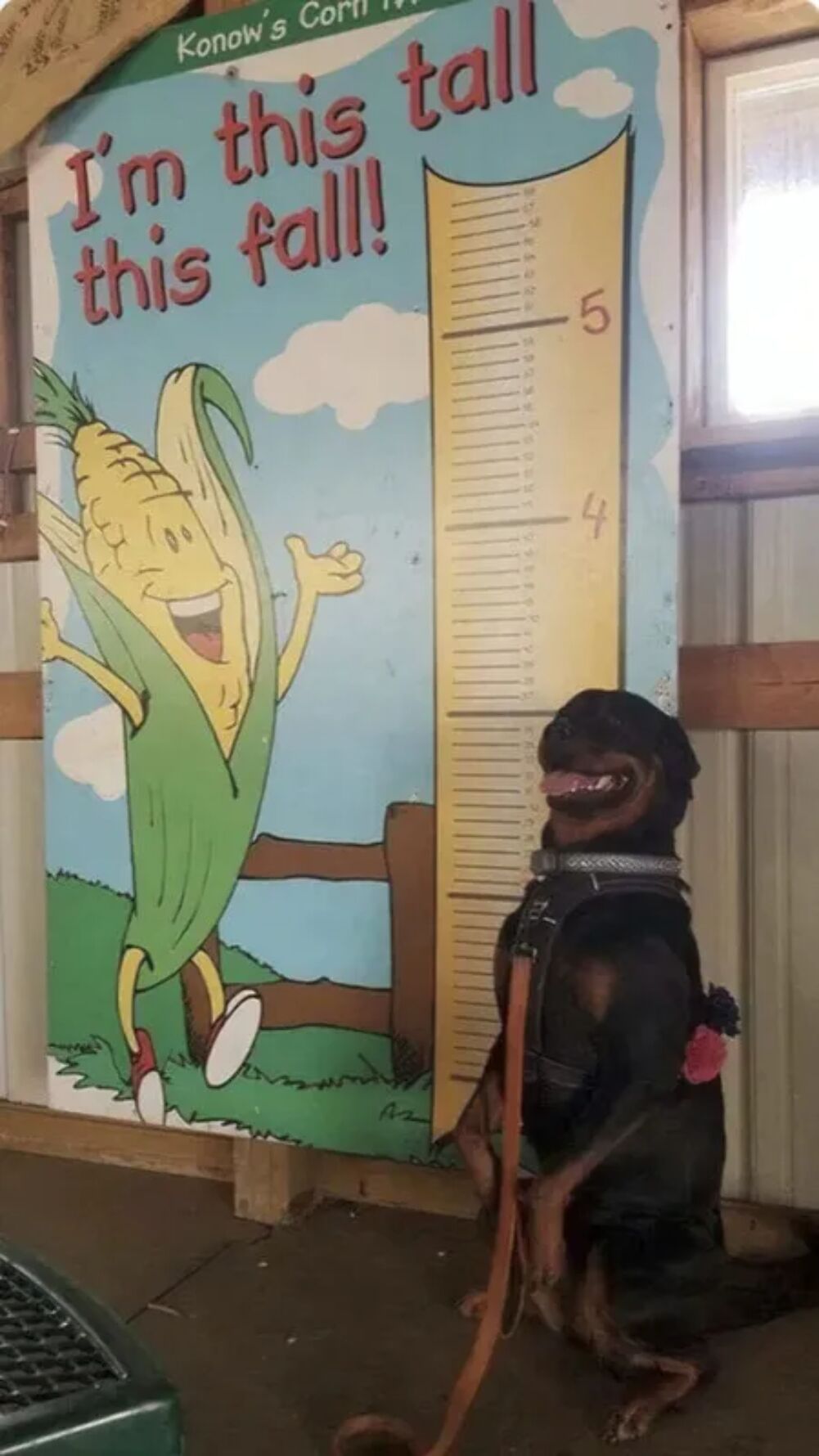 this tall
