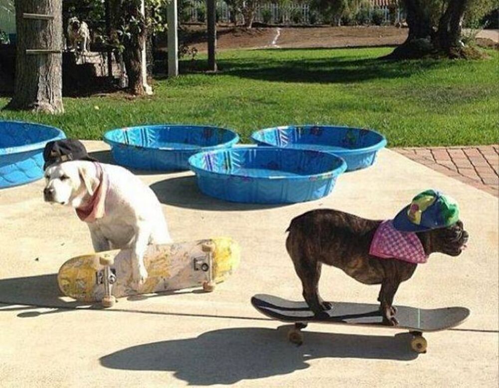 bad ass doggos