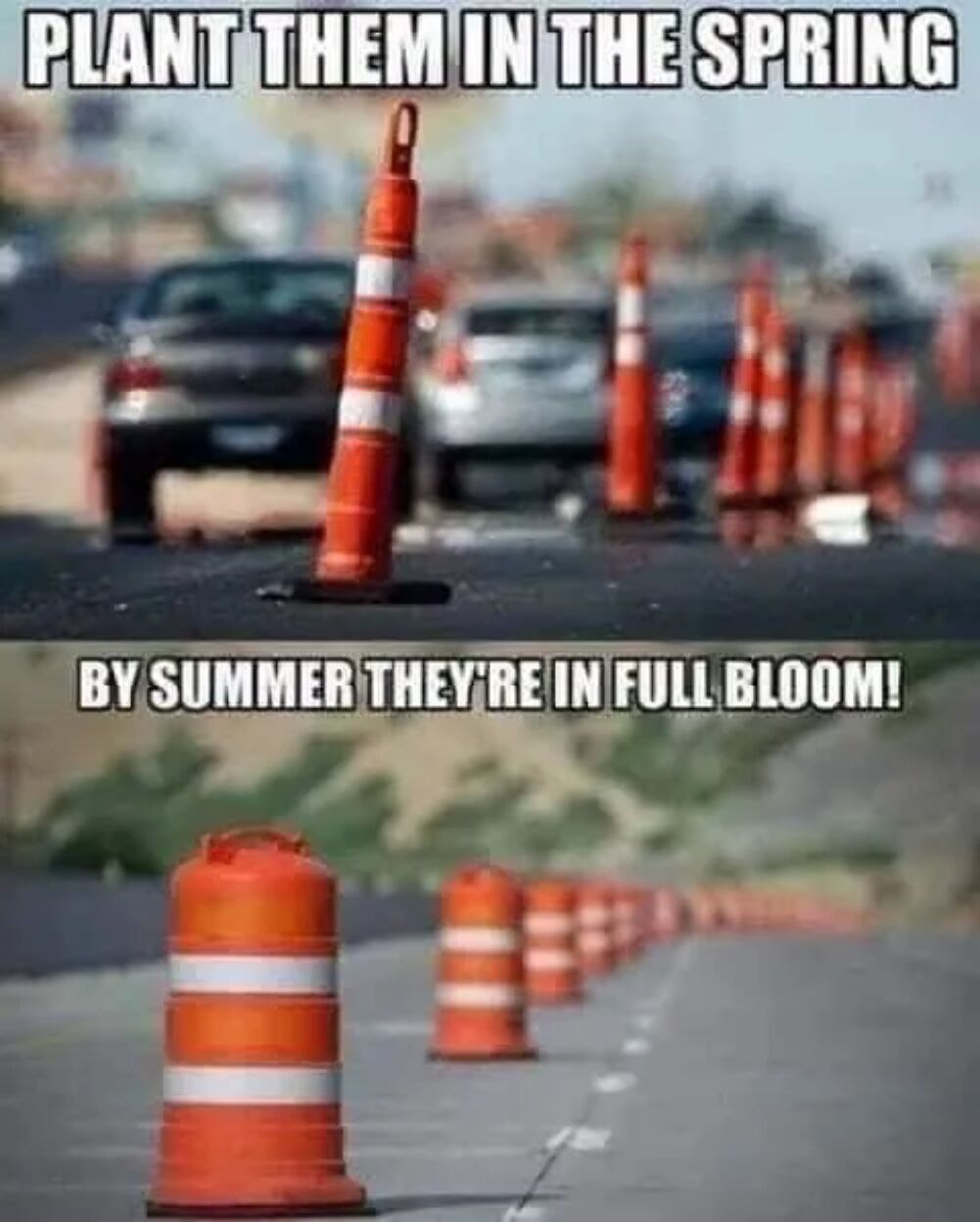 plant the spring