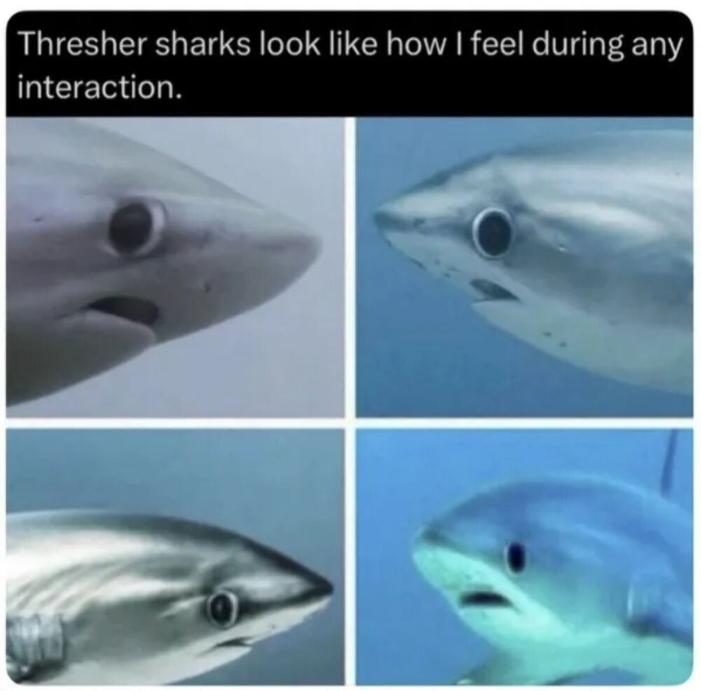 this shark