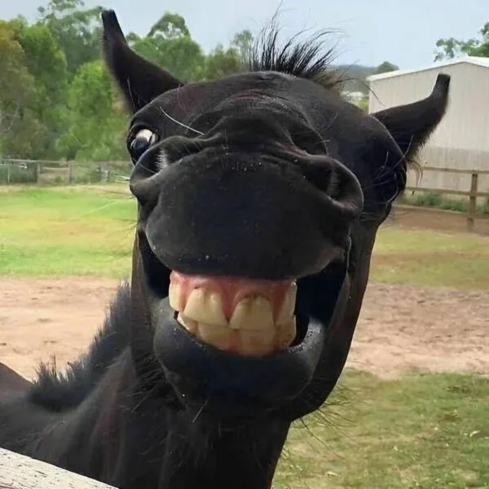 biggest smiles