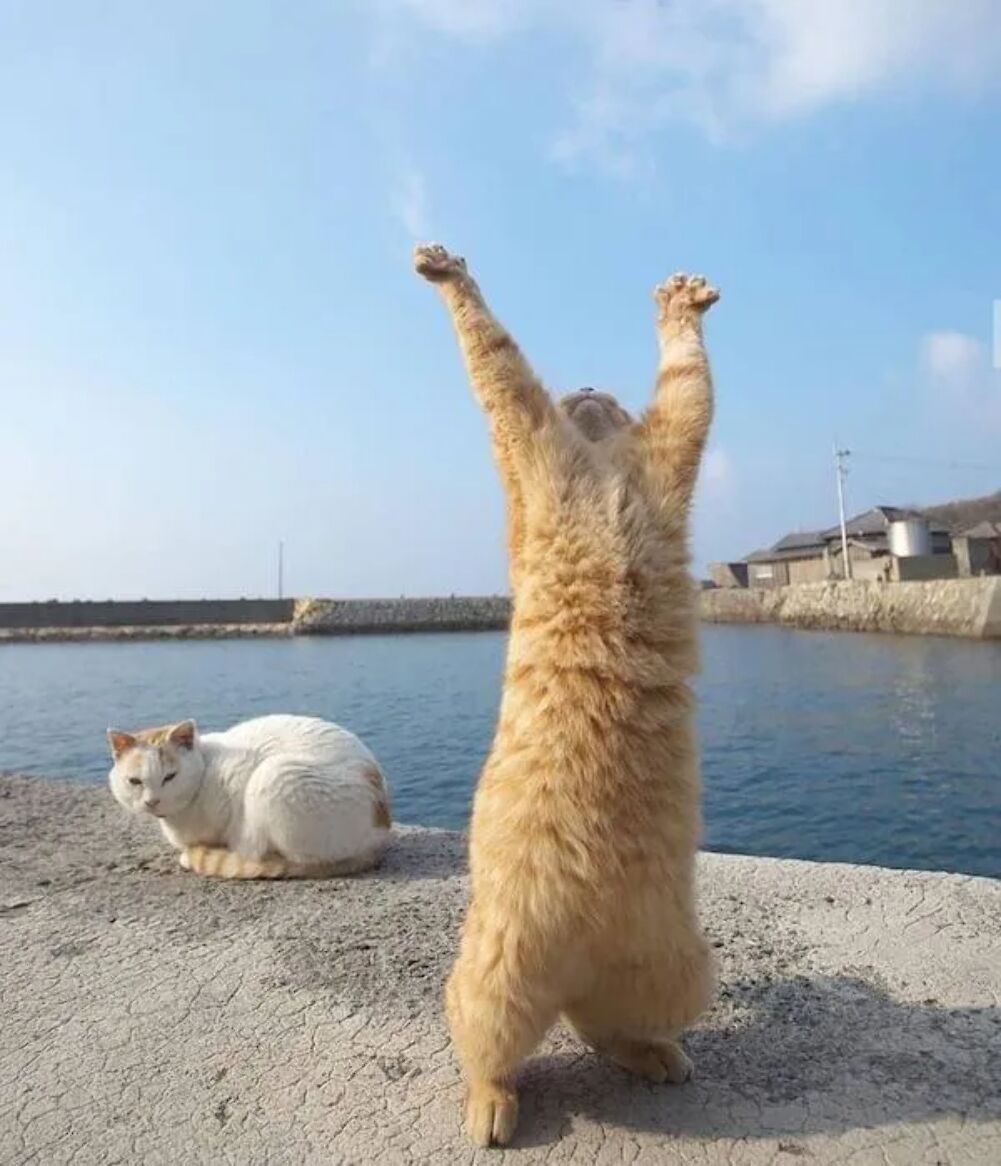 rawrrrrrrrrrrrr