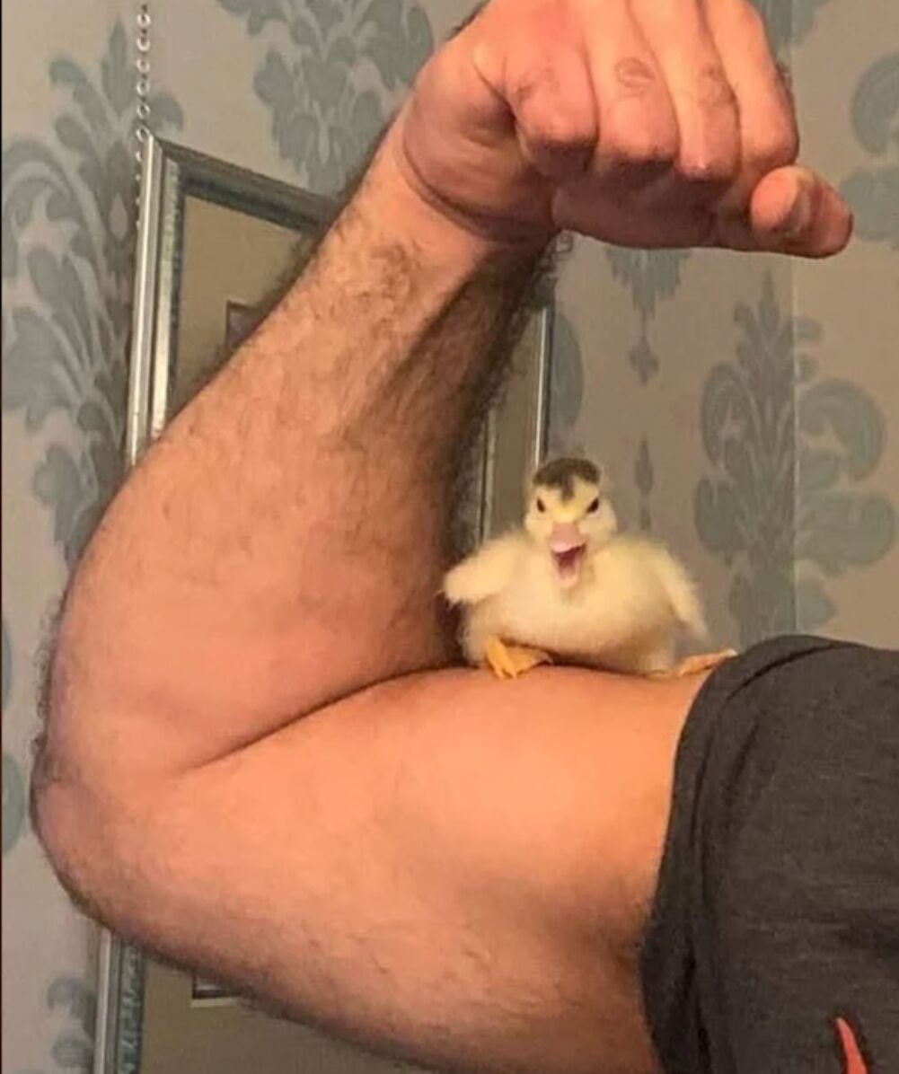 duck power