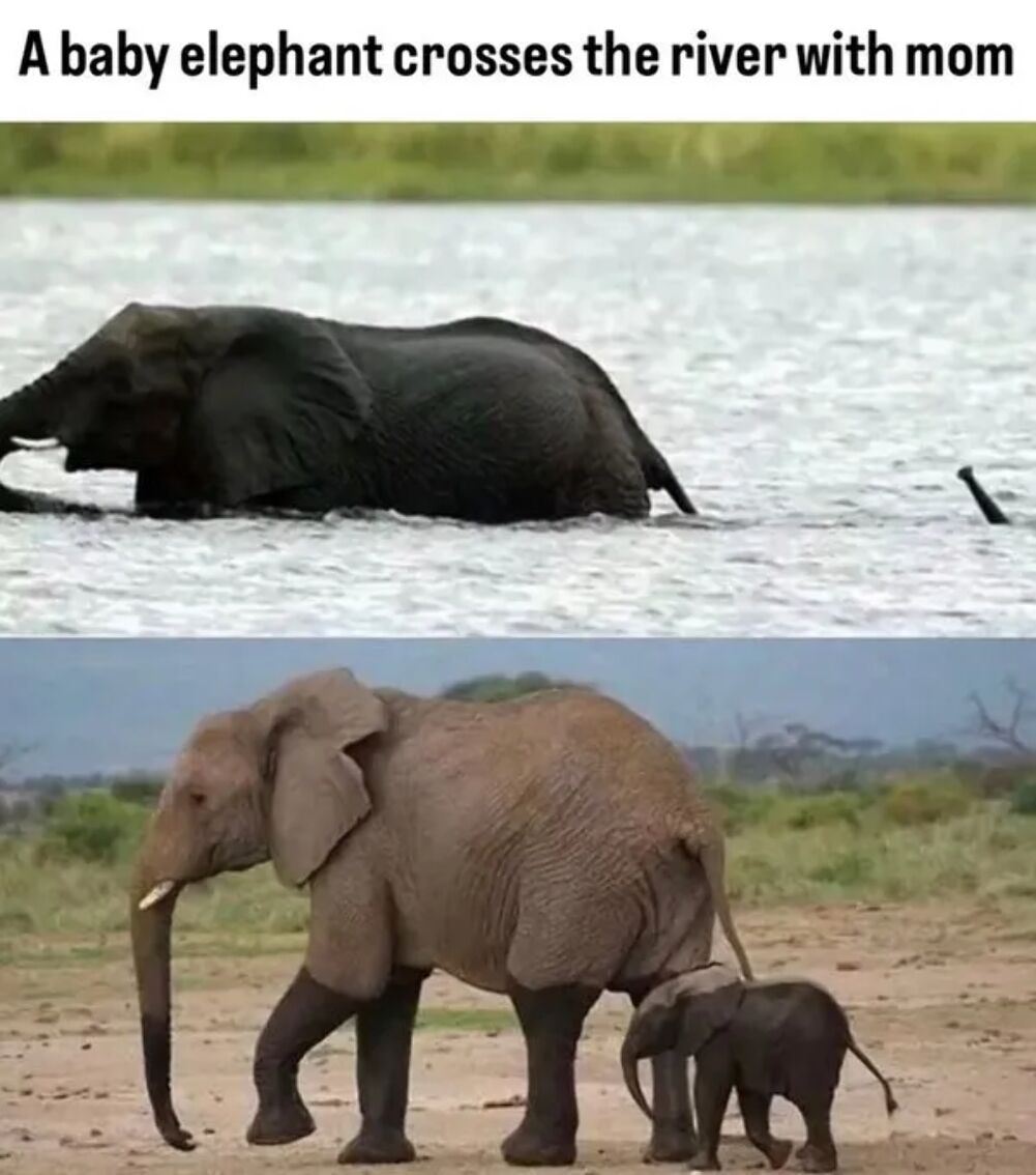 baby elephant